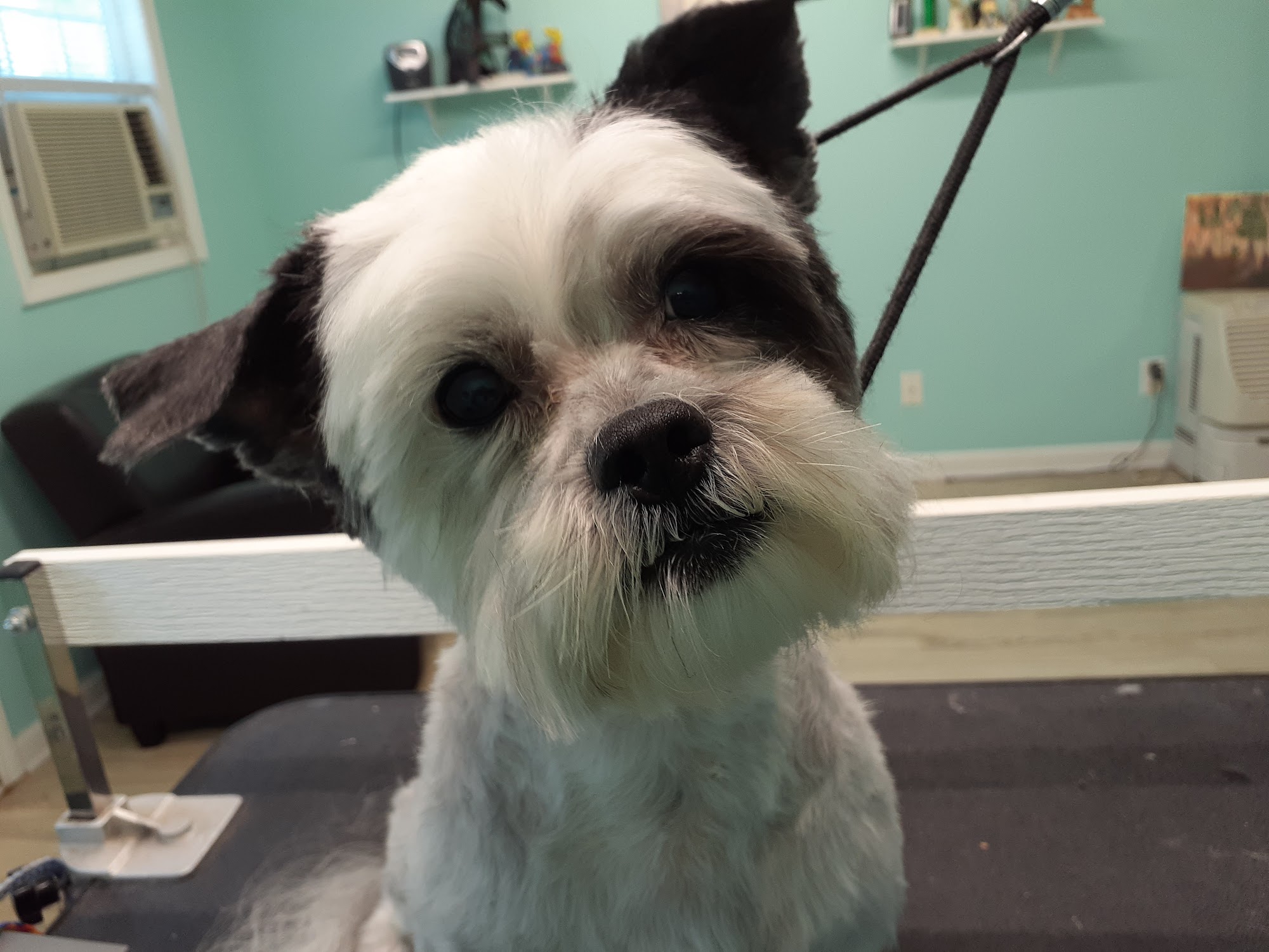 The Pet Spaw Walkertown