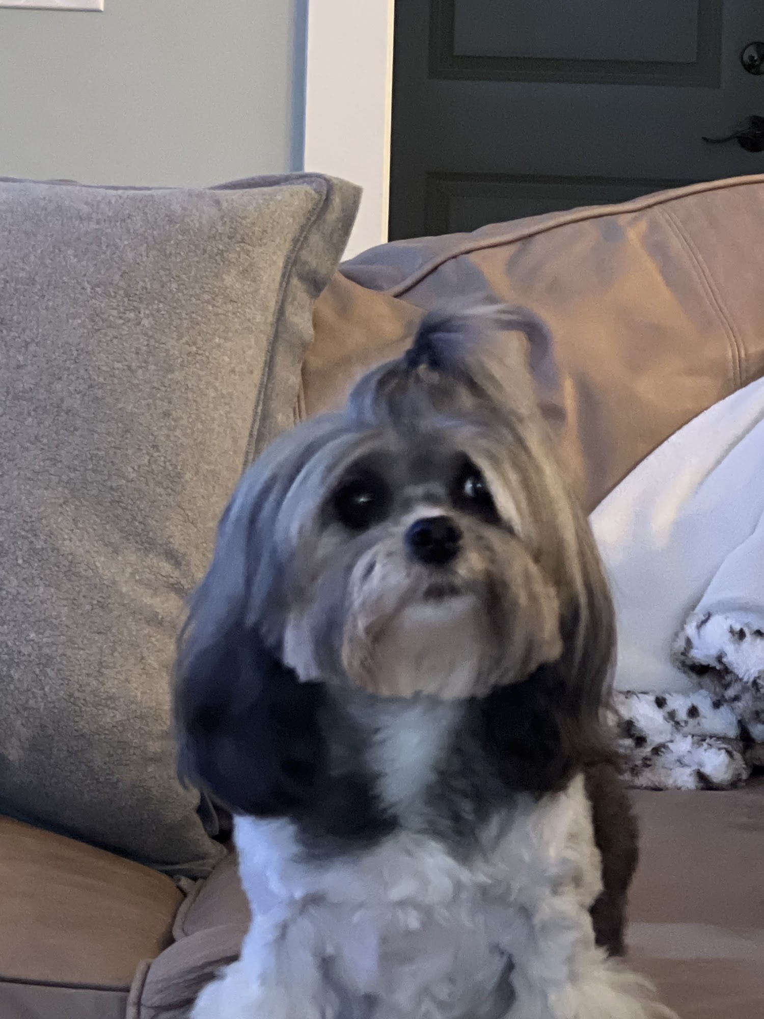 Grooming Center Wilmington