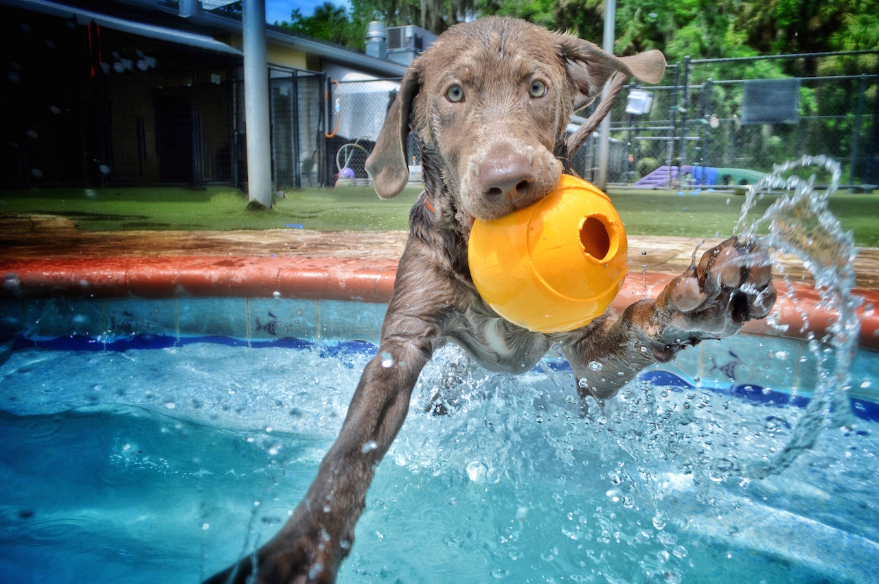 Pet Paradise Wilmington Wilmington