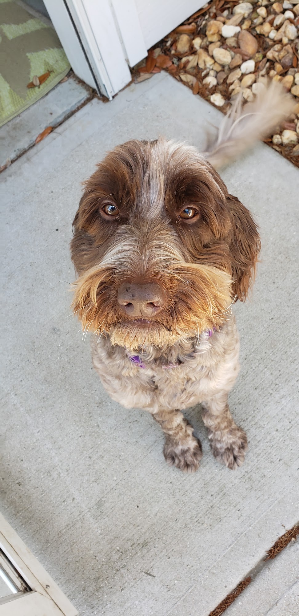 Cape Fear Pet Sitter Wilmington