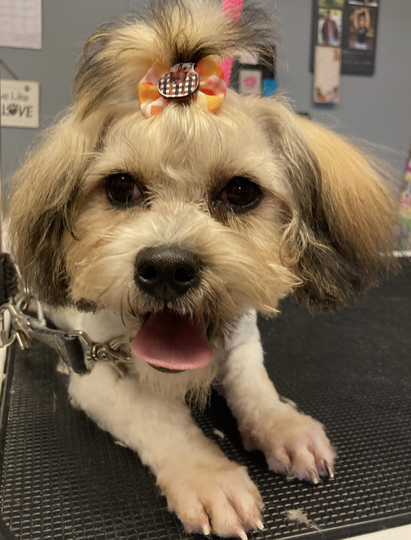 Waggin' Tailz Doggie Daycare and Grooming Wilson