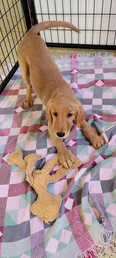 Just Fur Pets Bismarck