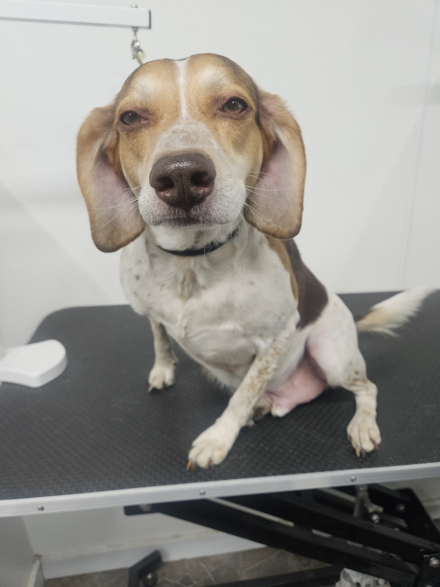 Park & Bark Mobile Spa Bismarck