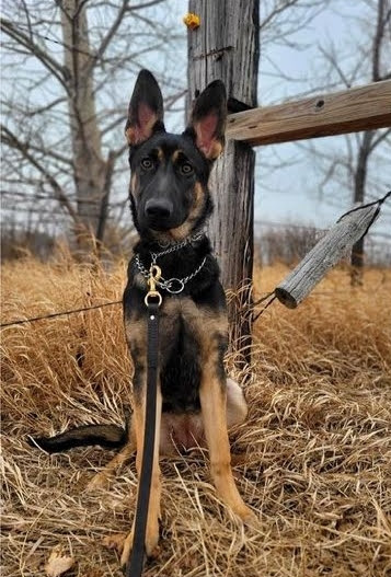 Bed N Biscuit Ranch Bismarck