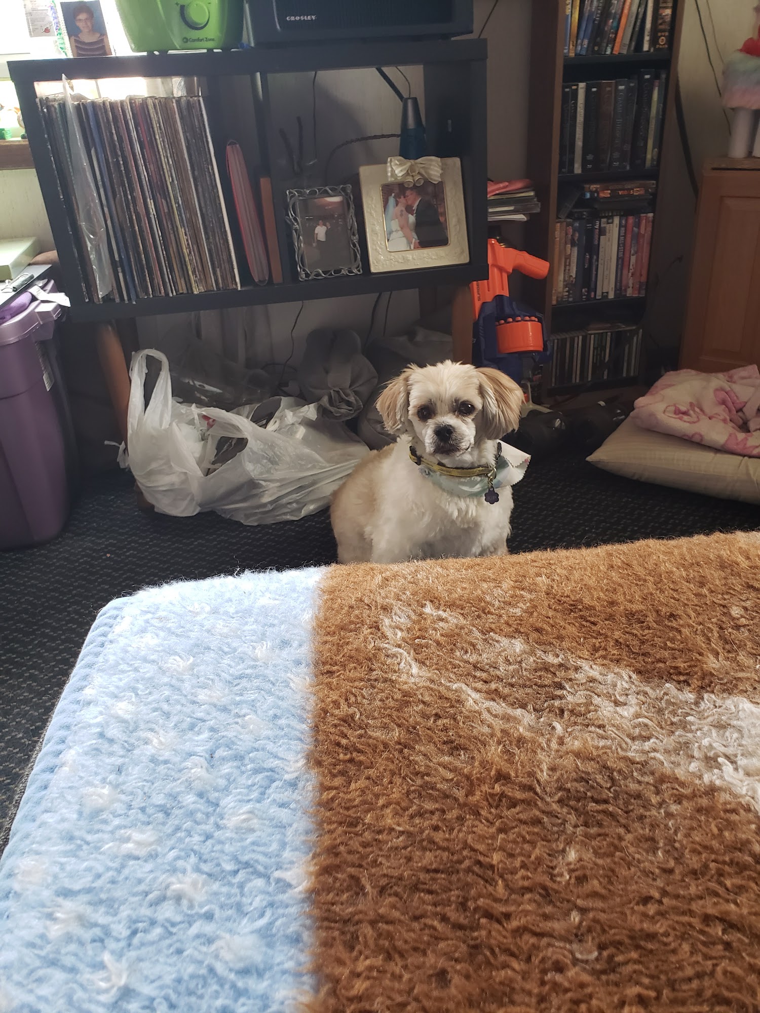 Purple Paw Pet Daycare and Boarding Fargo