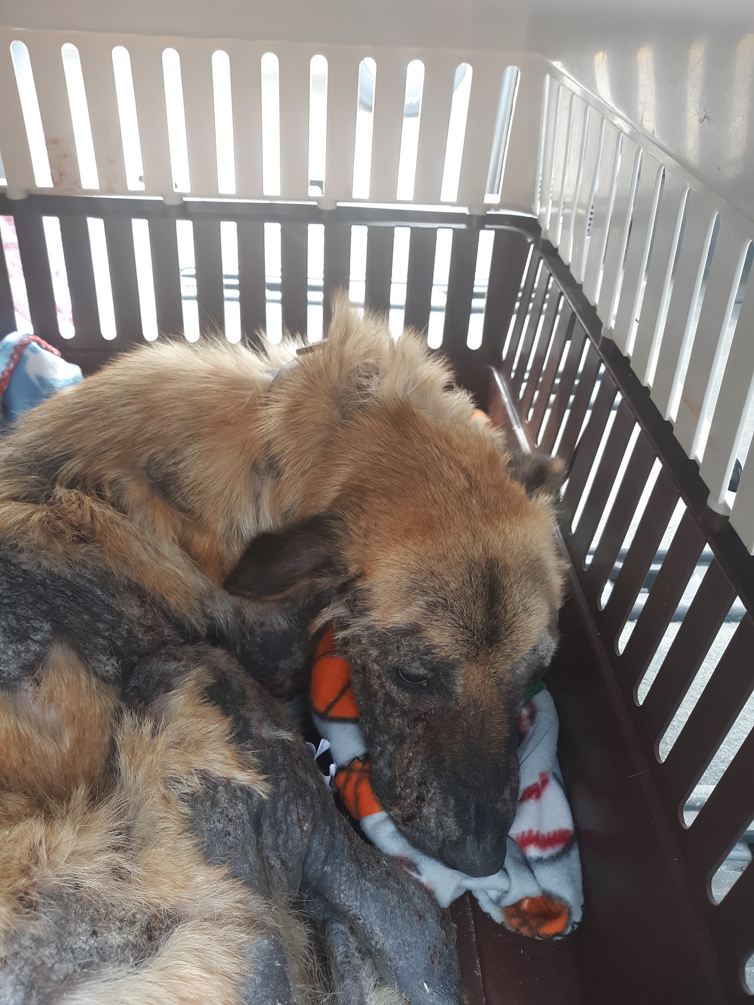 All Pets Hospital Grand Forks