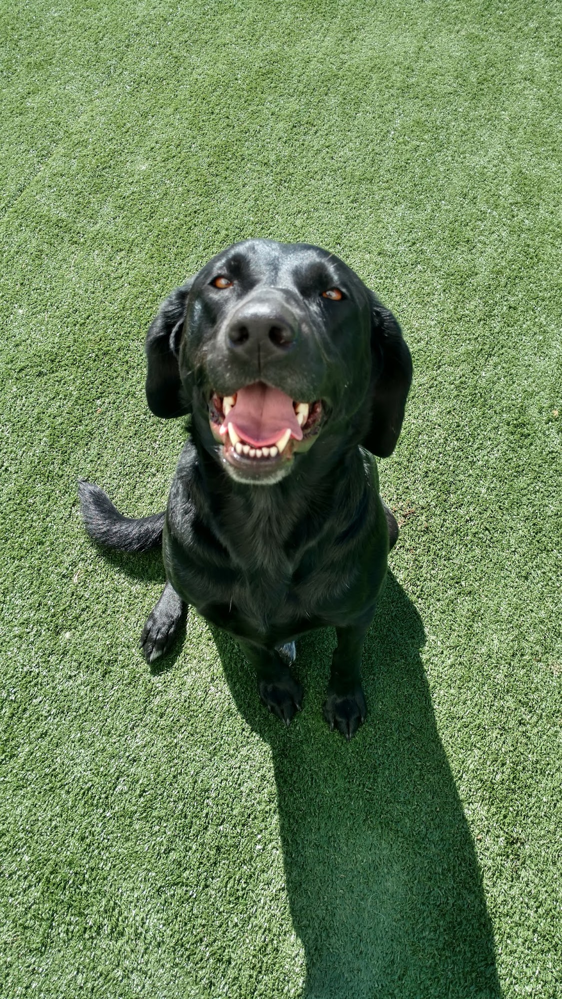 Wag-N-Train Grand Forks