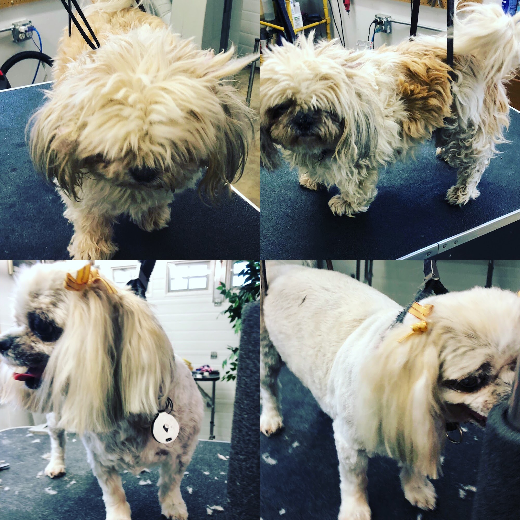 Top Dog Grooming Salon Minot