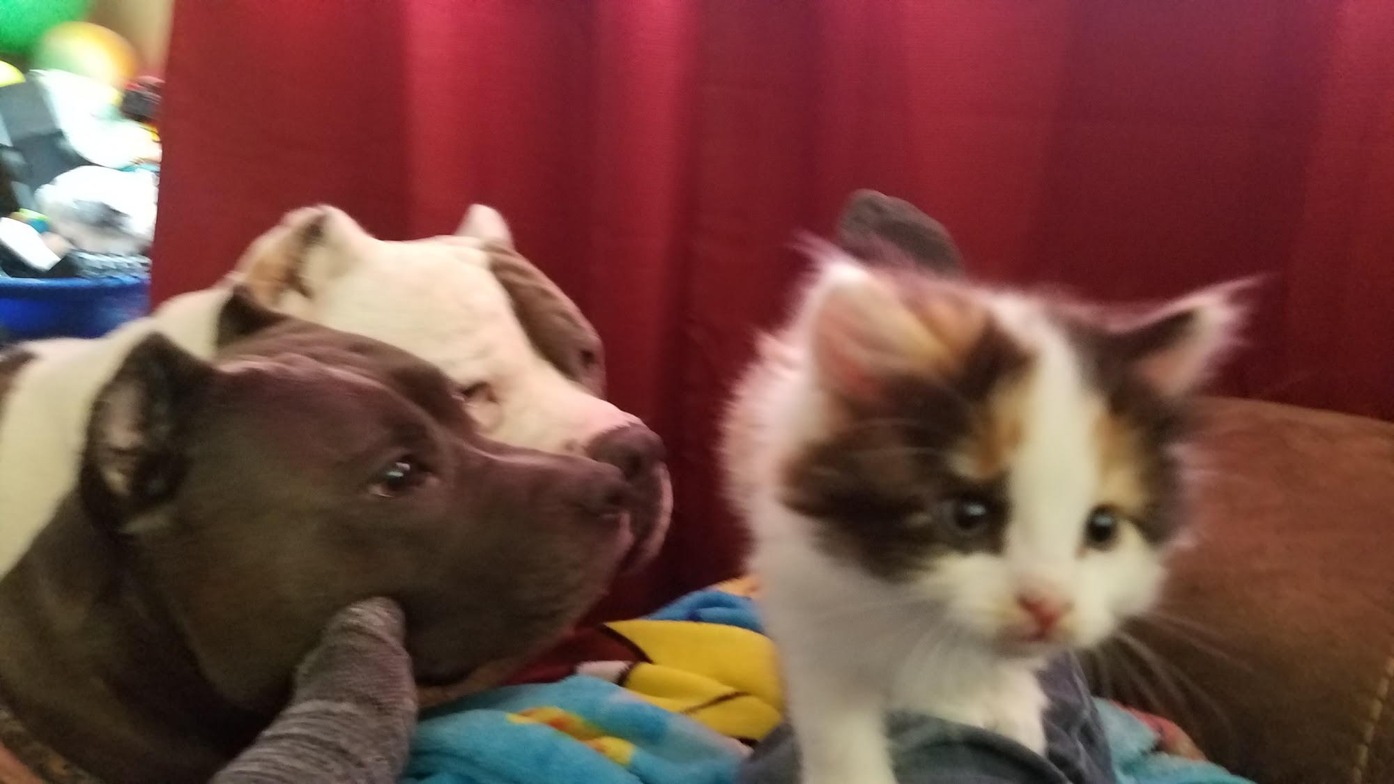 Sterling Kennels Inc Minot