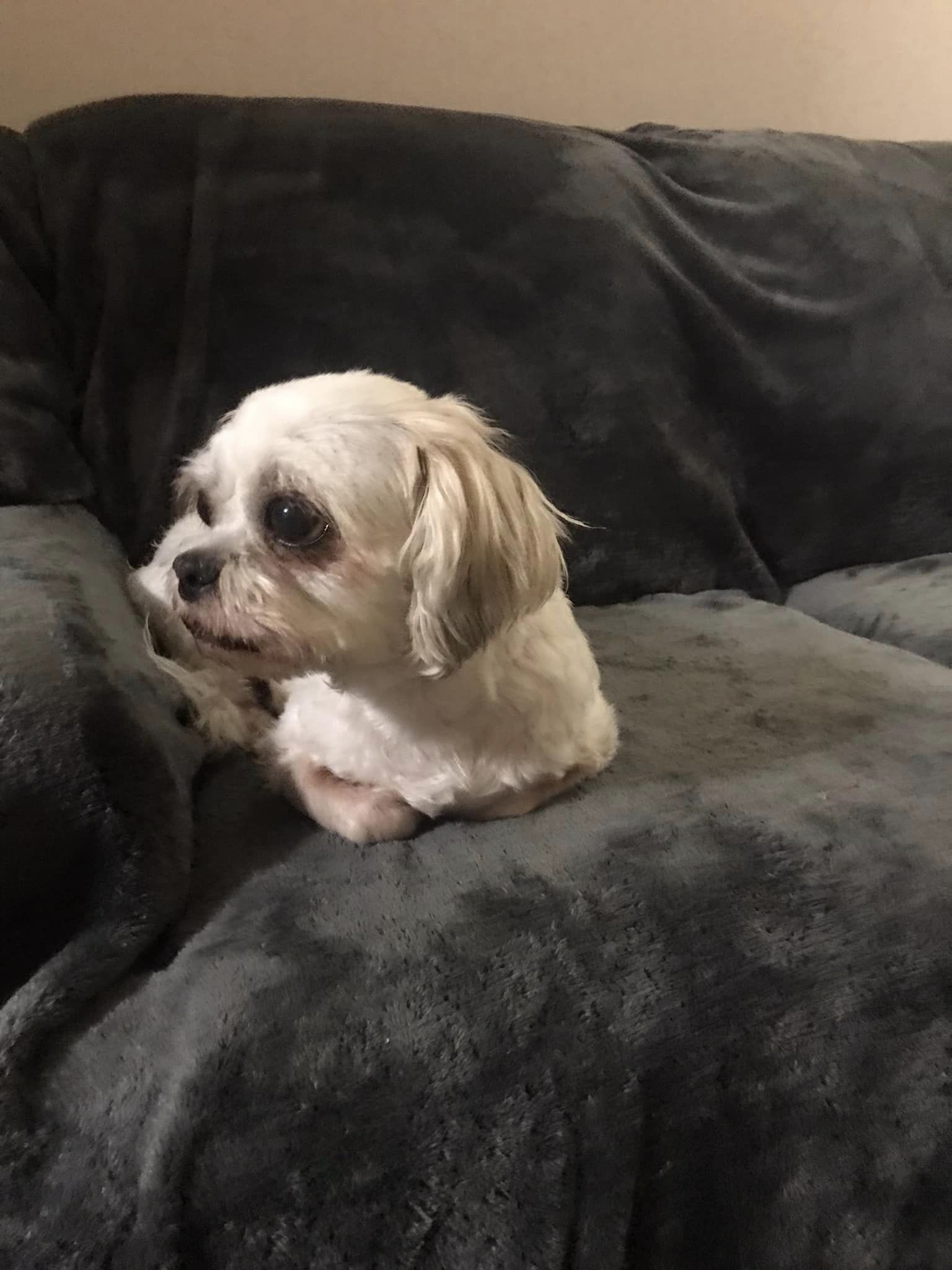 Hot Dogs Pet Grooming