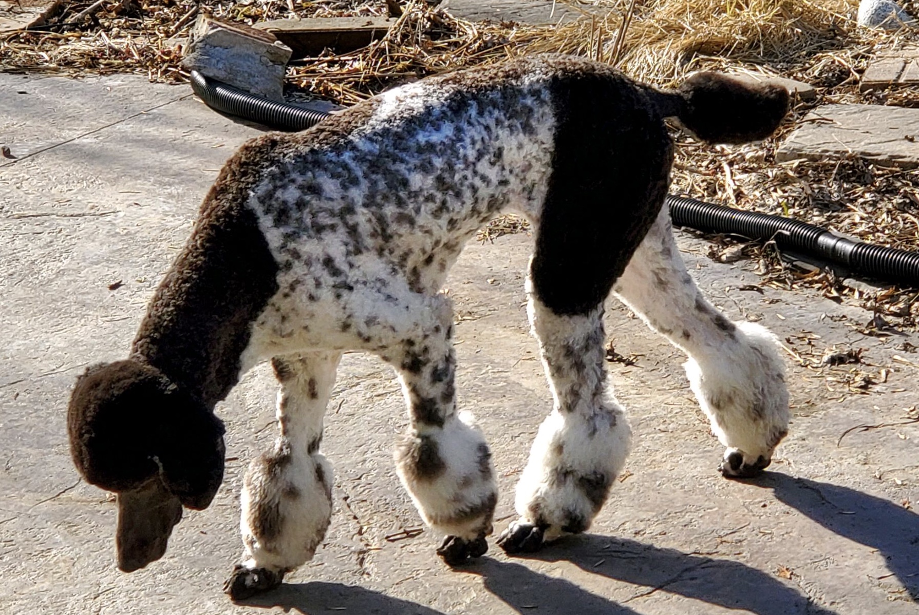 Hairy D/Tails West Fargo