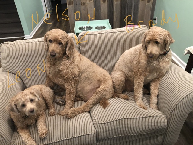 Aina Moore Dog & Cat Grooming Bellevue