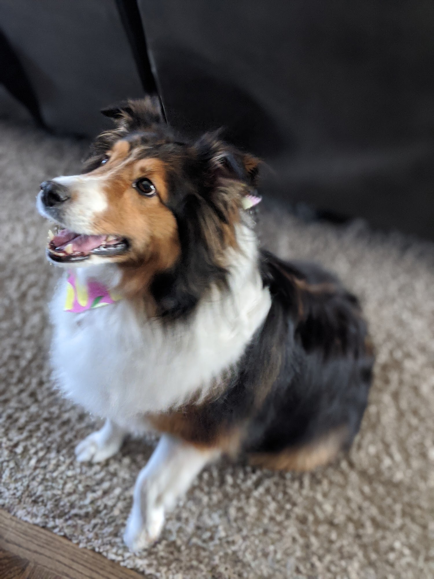 Bellevue Pampered Pet Spa Bellevue