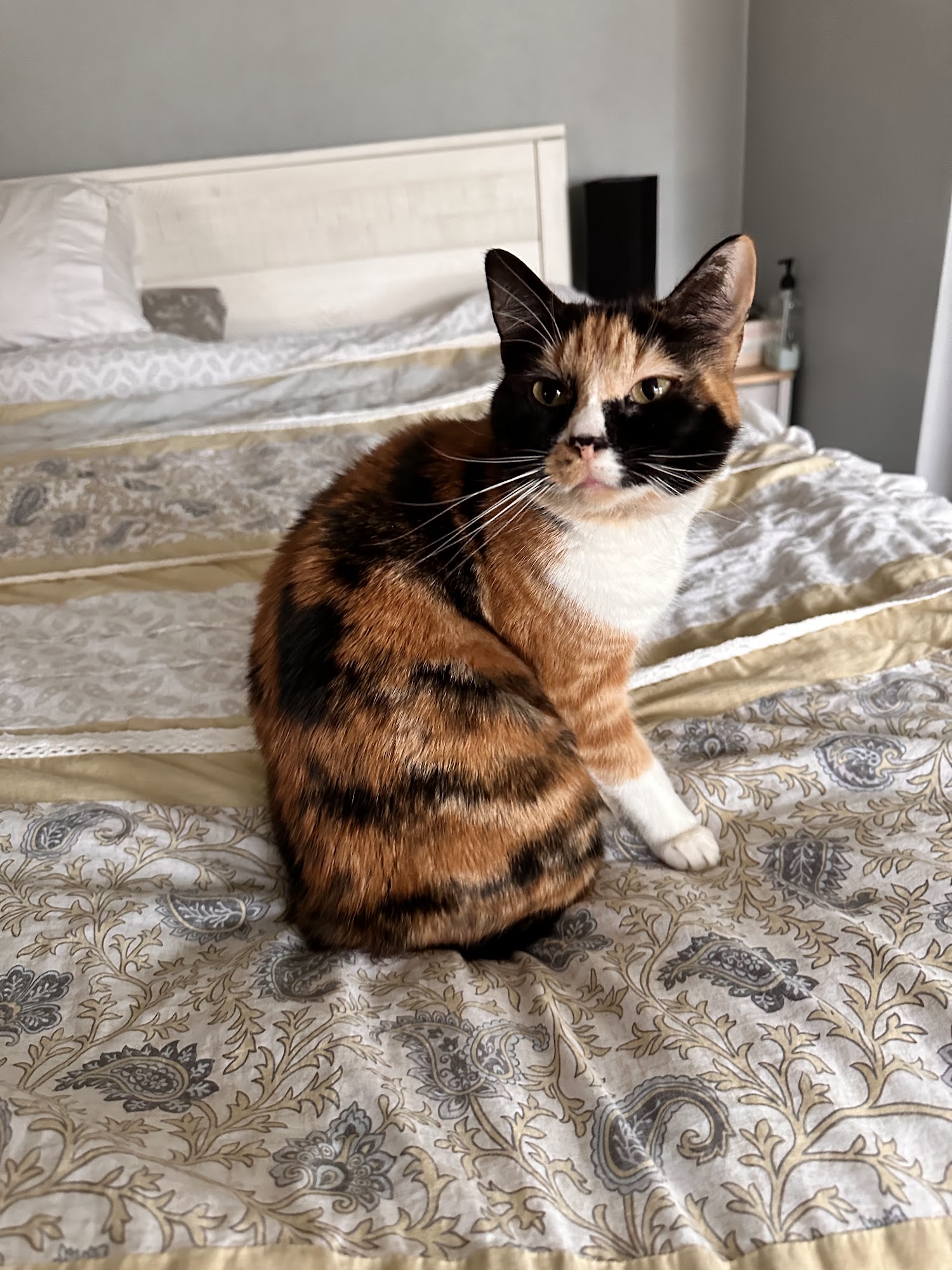 Paw Sensitive Lincoln