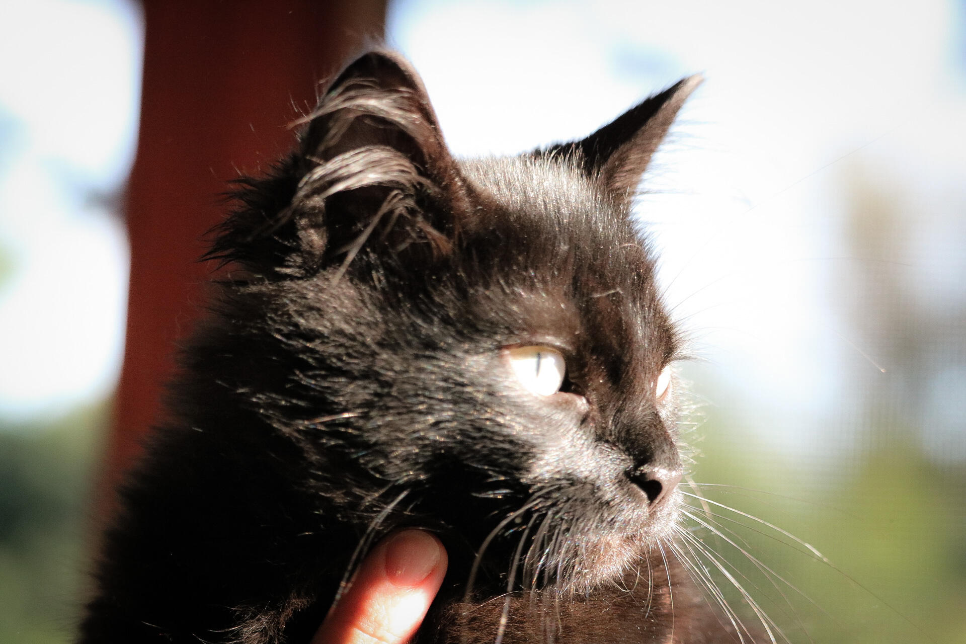 Clearview Pet Care Centre Omaha