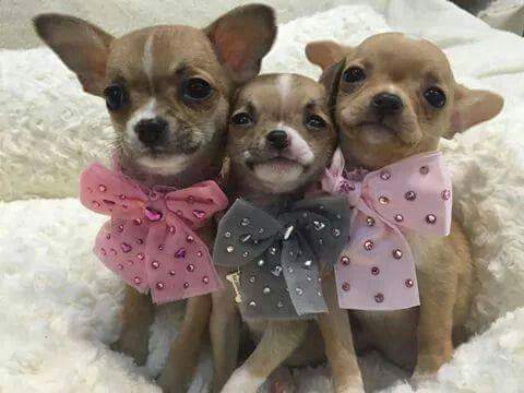 Small Dog Salon Omaha