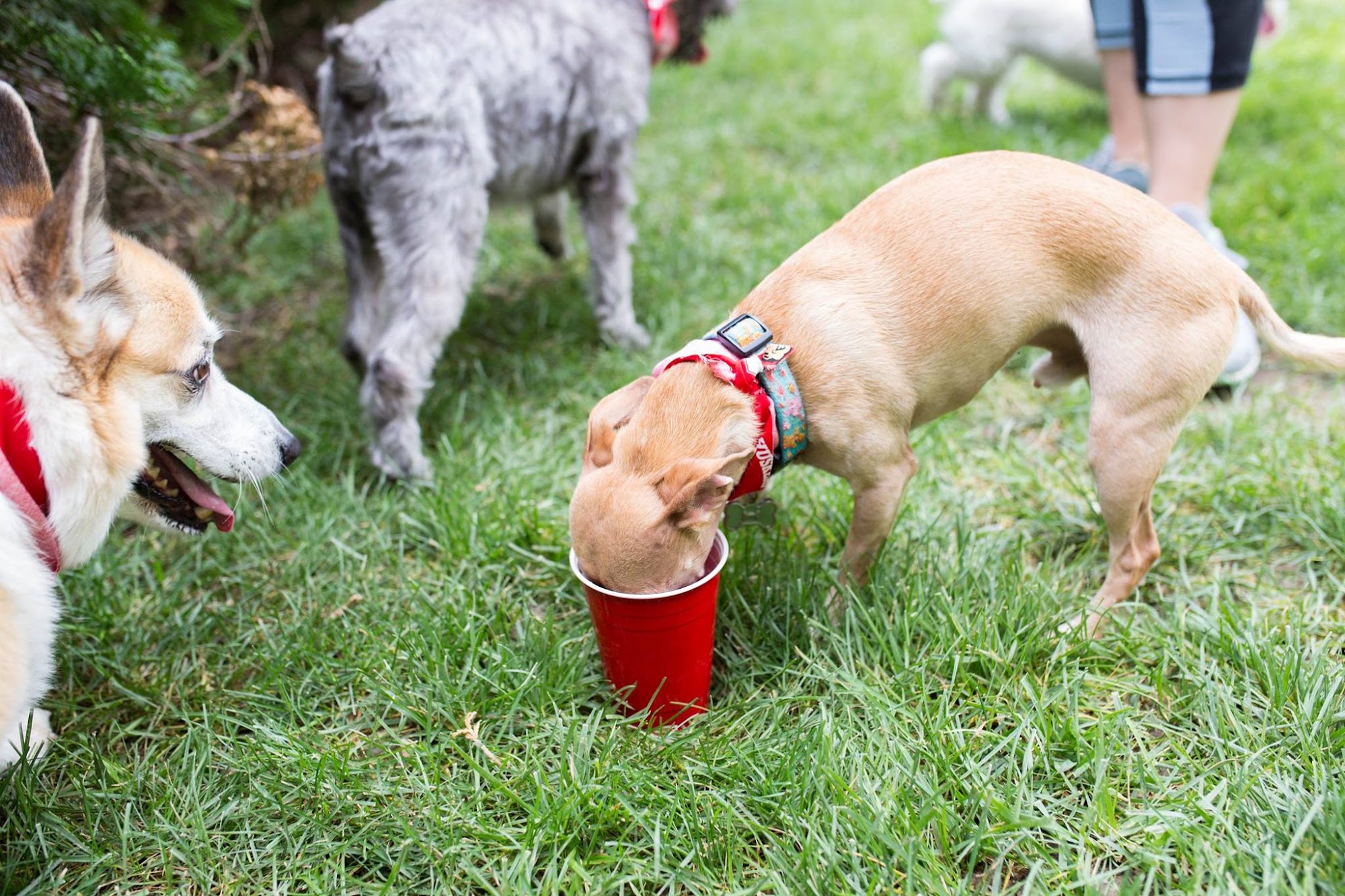 Clearview Pet Care Centre Omaha