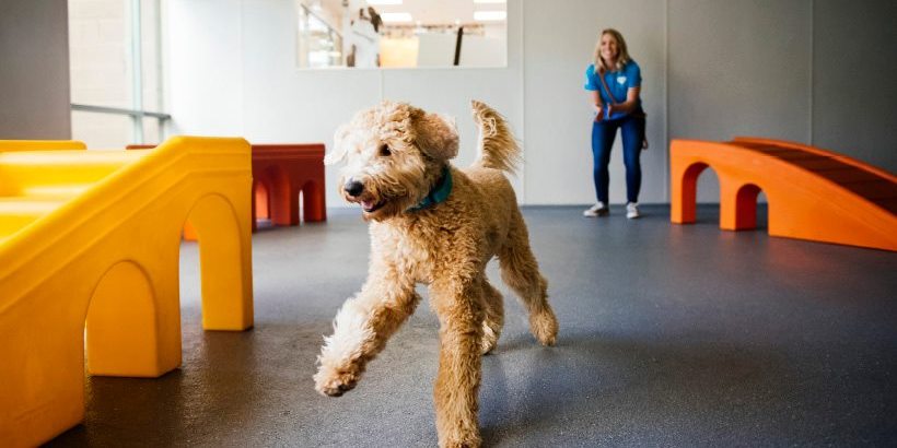 Dogtopia of Omaha-West Omaha