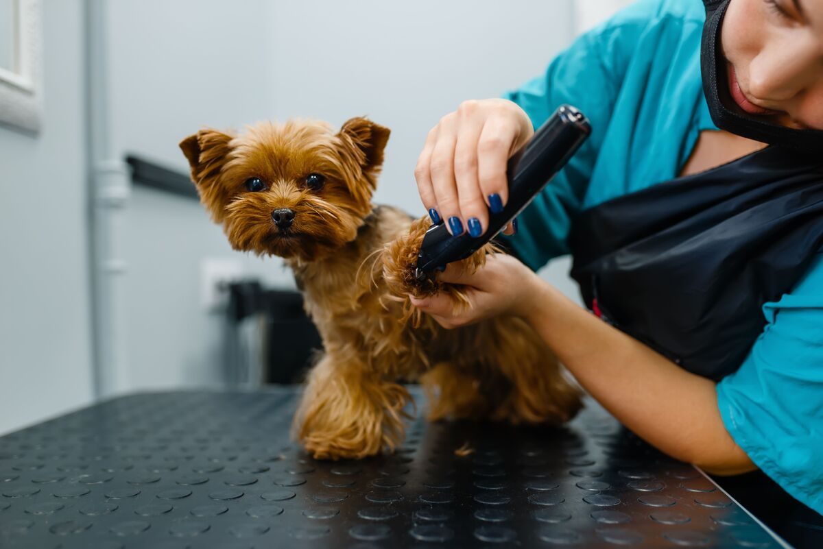 Best Dog Grooming Salons in Chicago