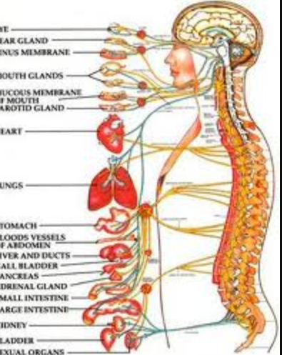 Functional Chiropractic Care of New England LLC