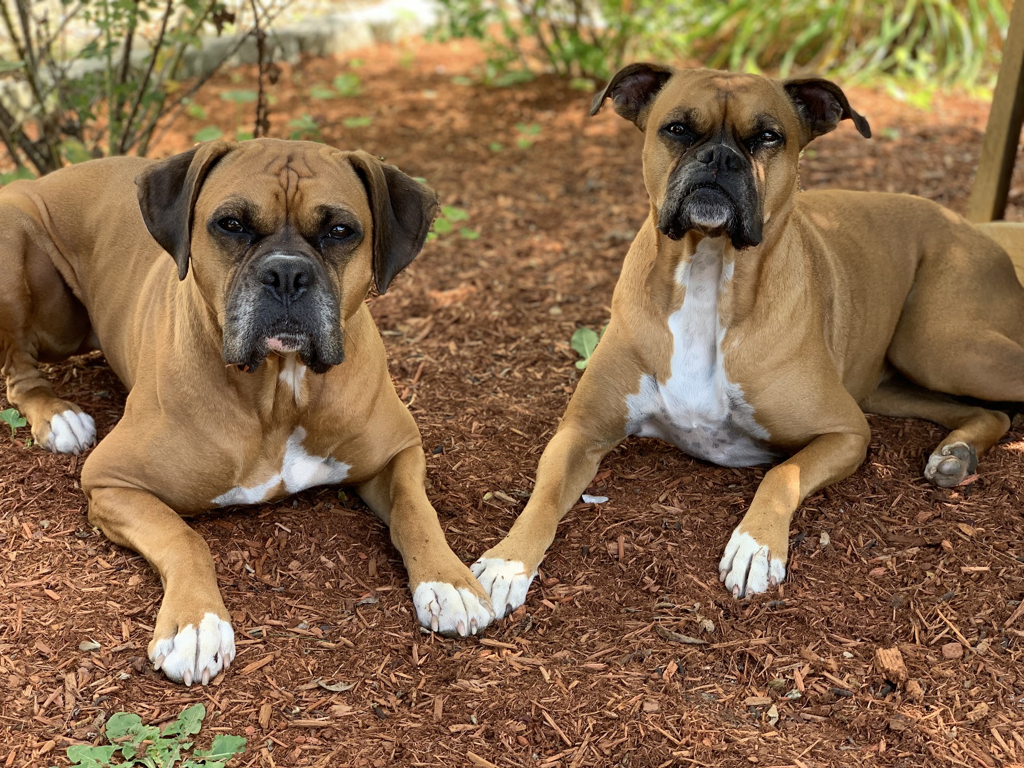 McOsker Kennels Amherst