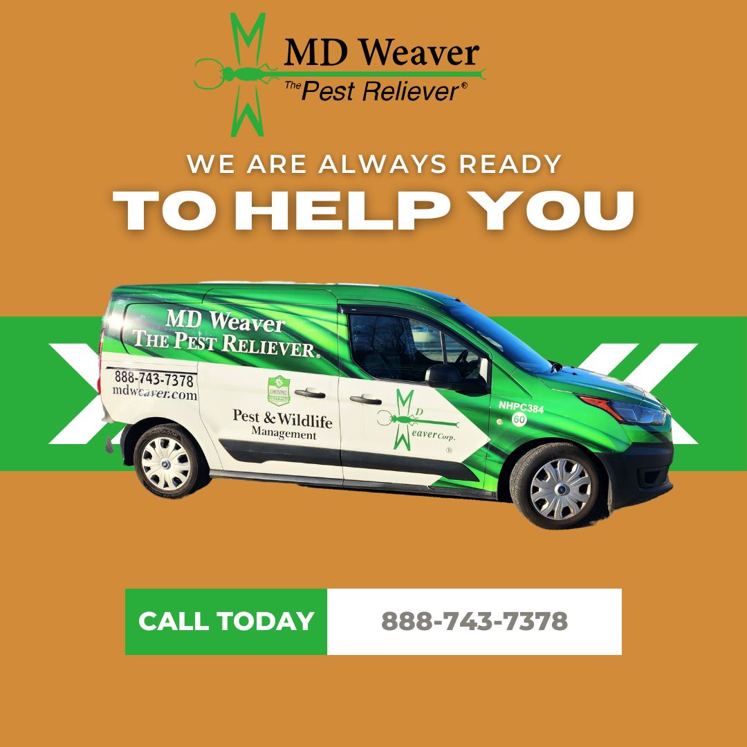 MD Weaver The Pest Reliever 38 Exeter Rd, Epping New Hampshire 03042