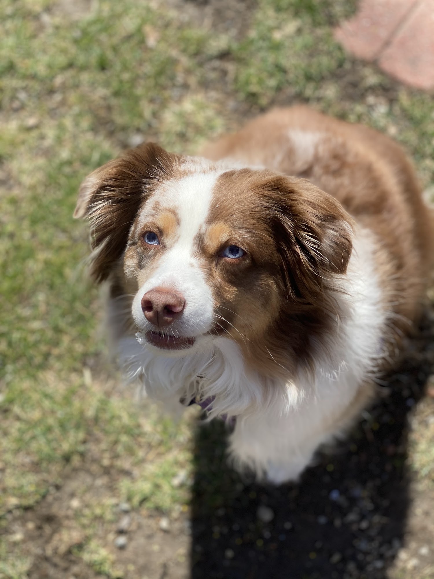 Busy Dog 603 Hampton