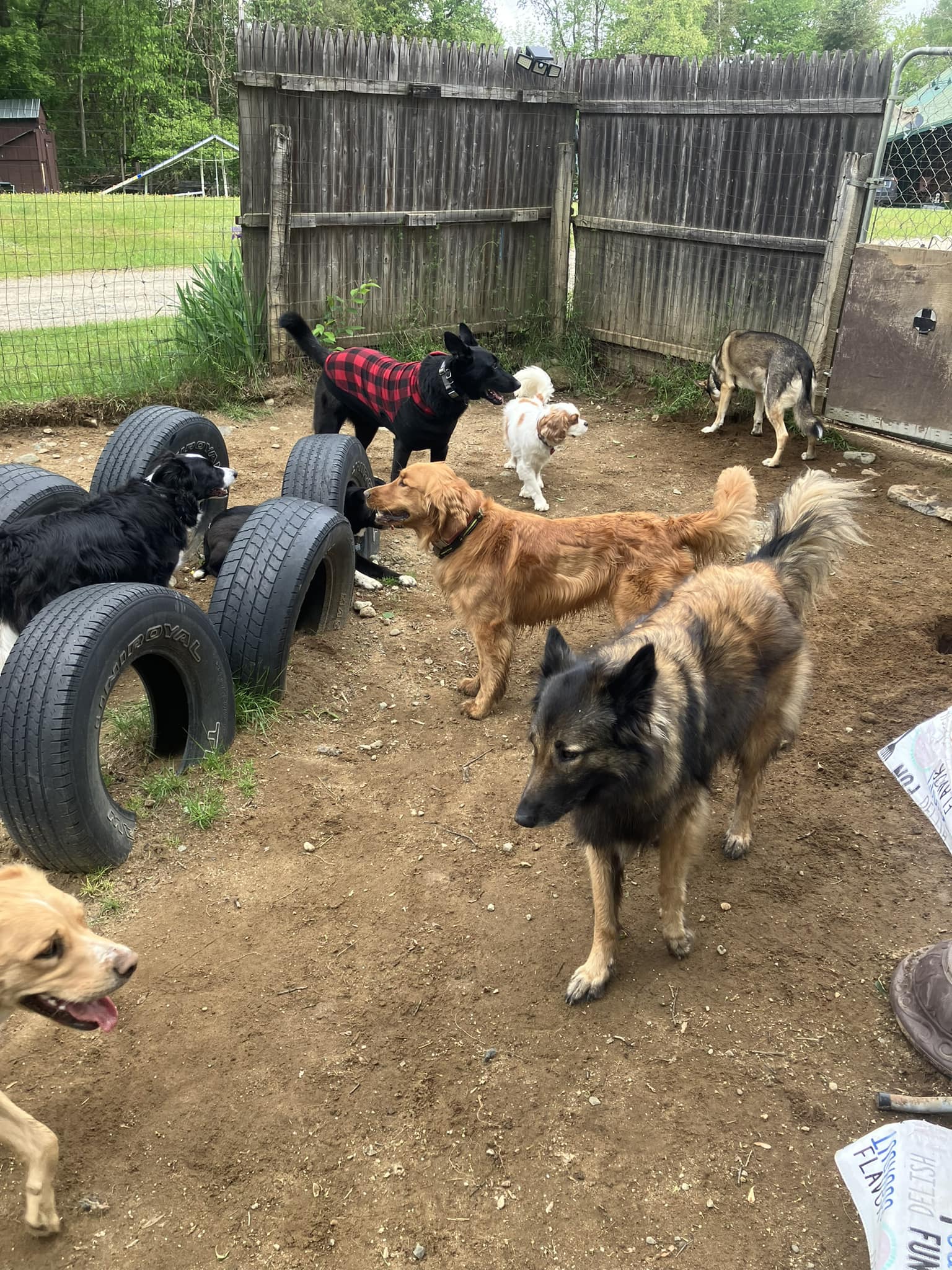 Paws-a-tive Training Lancaster