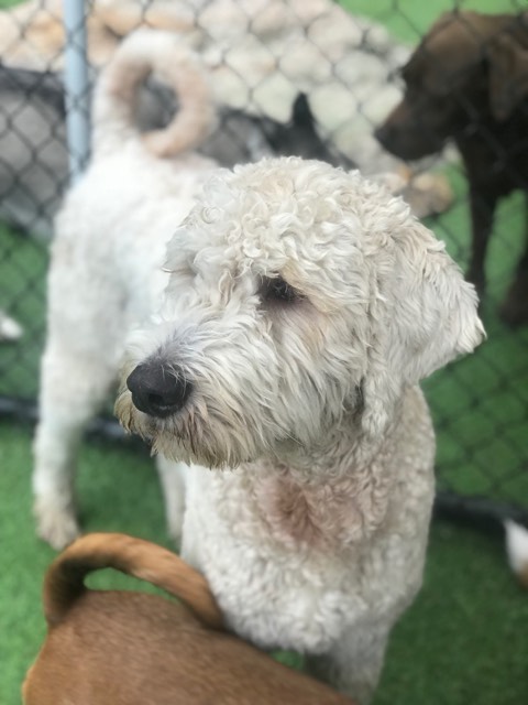 Pawquet's Play & Stay Londonderry