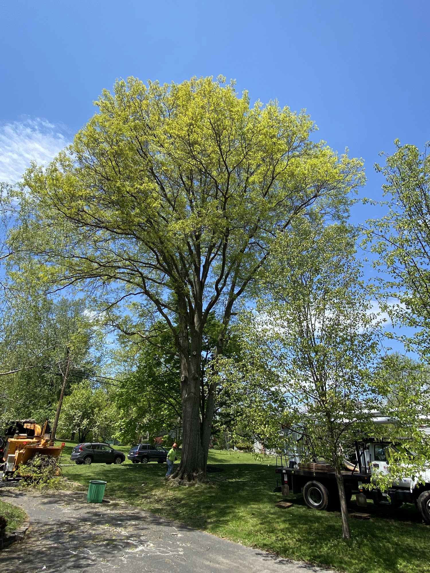 Arbor releaf tree expert's LLC 3575 Valley Rd, Basking Ridge New Jersey 07920