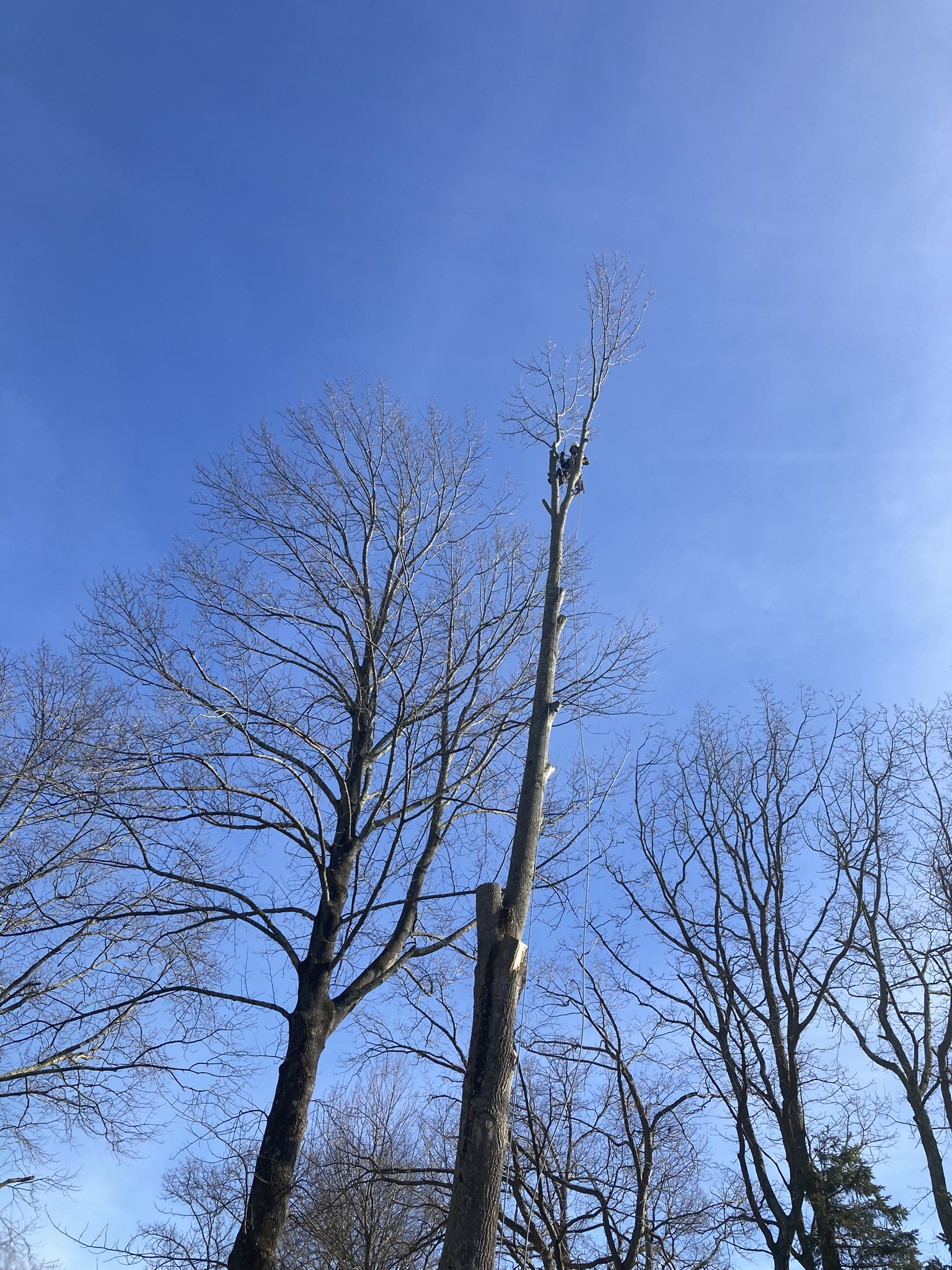 Aaron's Tree Services Bay Head New Jersey 
