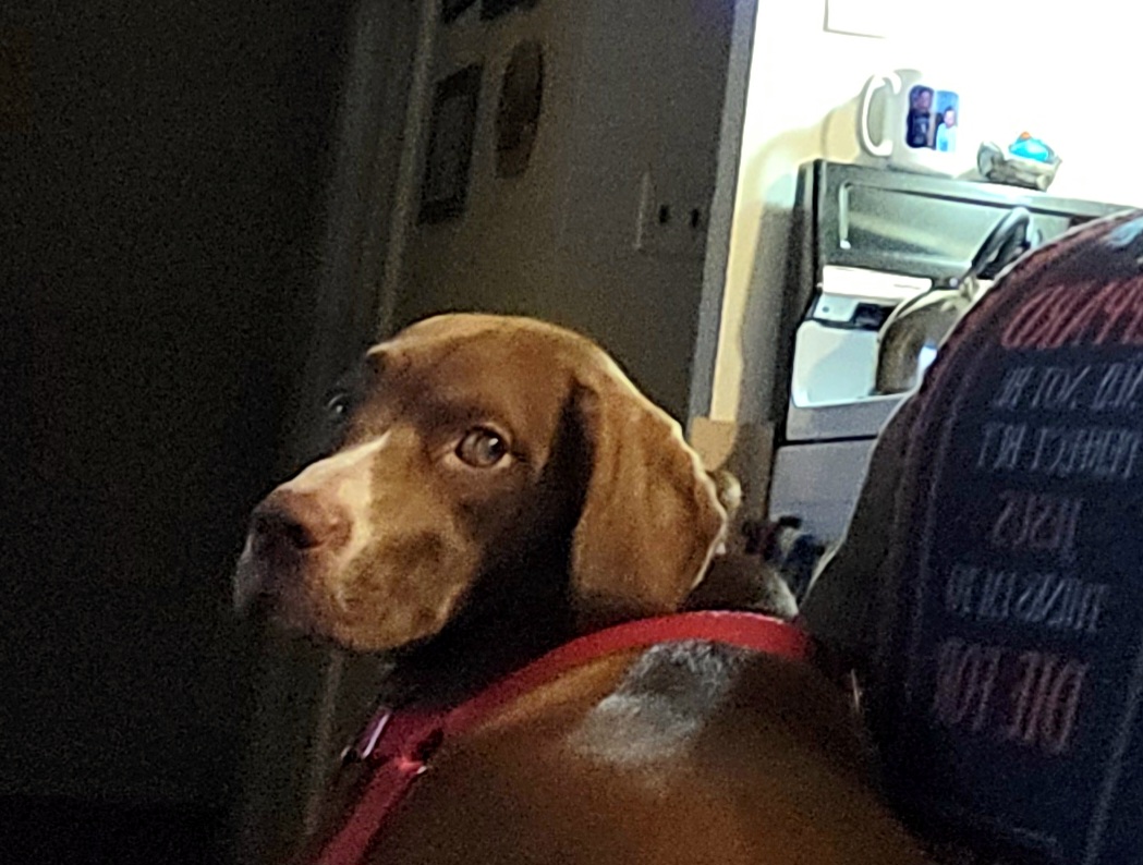 WonderDogs Canine Training & Activity Center Berlin