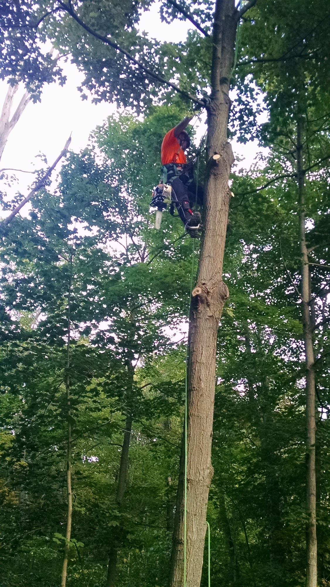 Middenstead Tree Care LLC 412 Pidgeon Hill Rd, Branchville New Jersey 07826