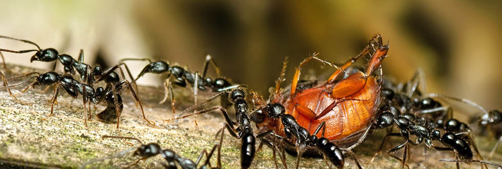 Precise Termite & Pest Control