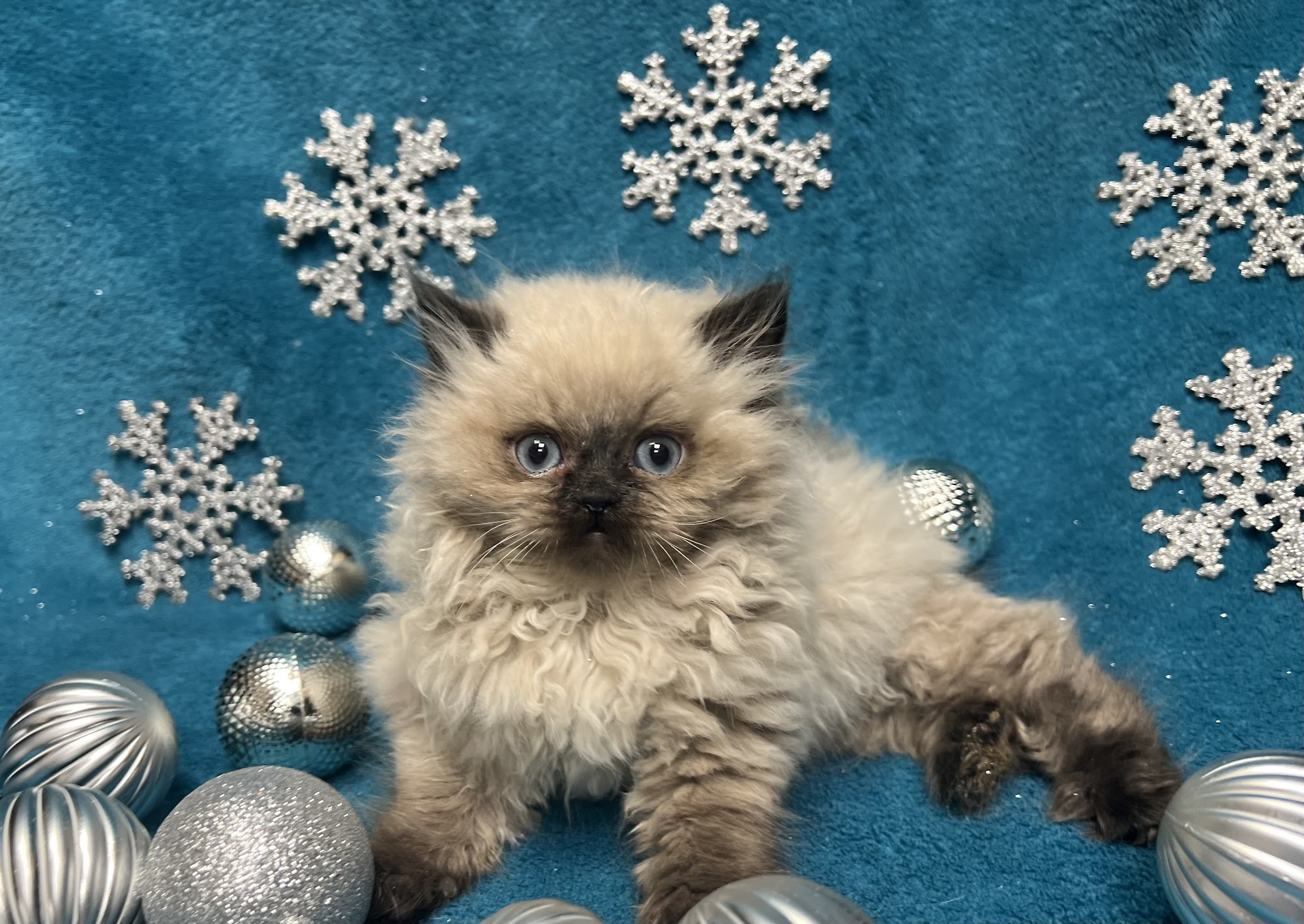 KHLOE’S KITTENS - Persian kittens for sale, Himalayan kittens for sale, Exotic kittens for sale