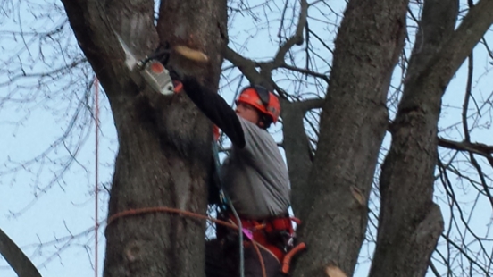 GSF Tree Specialist and Property Management