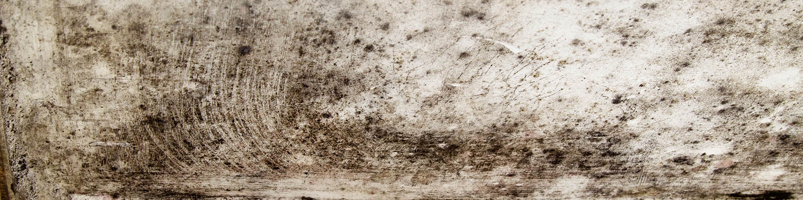 Dumont Mold Removal