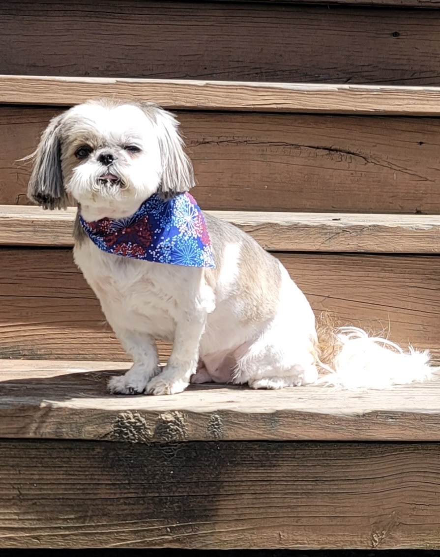 Lori's Grooming Salon Franklin