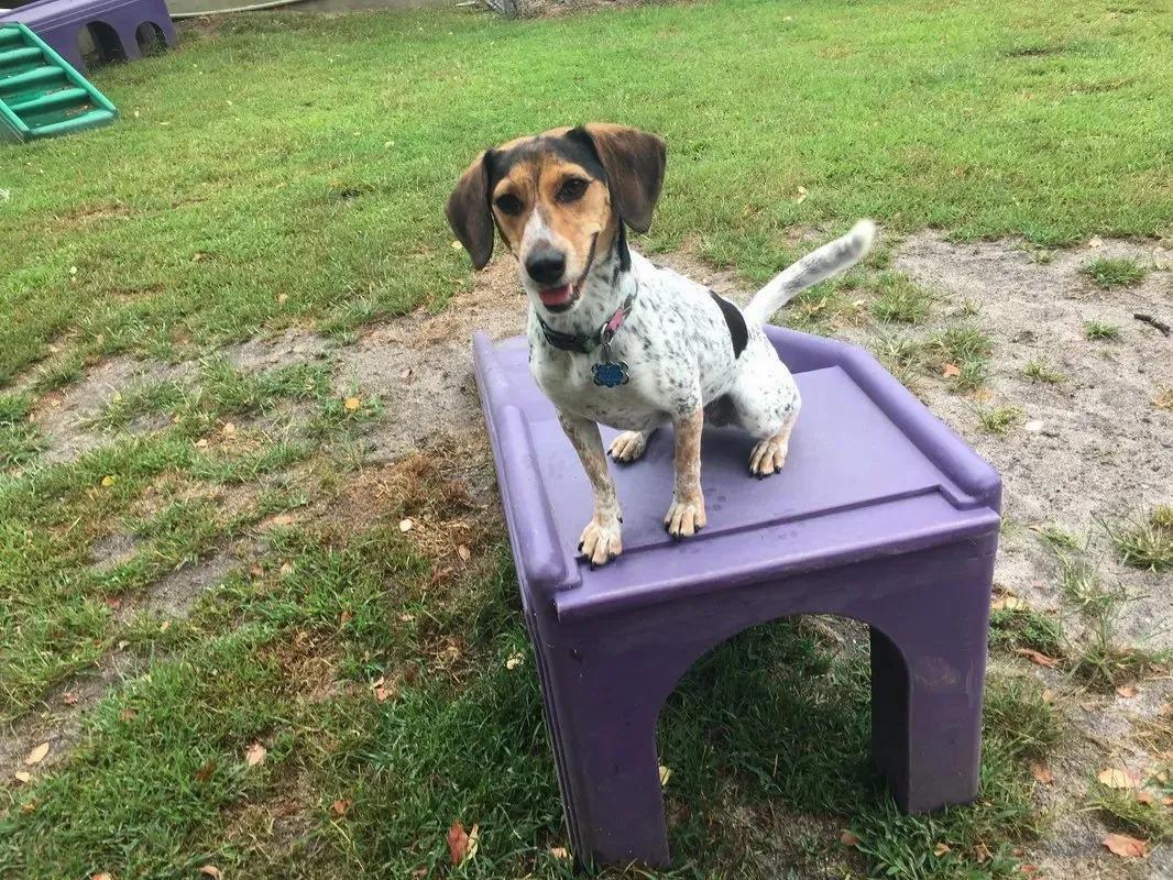 All Seasons Pet Resort Freehold