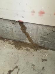 Gasper Termite & Repair LLC