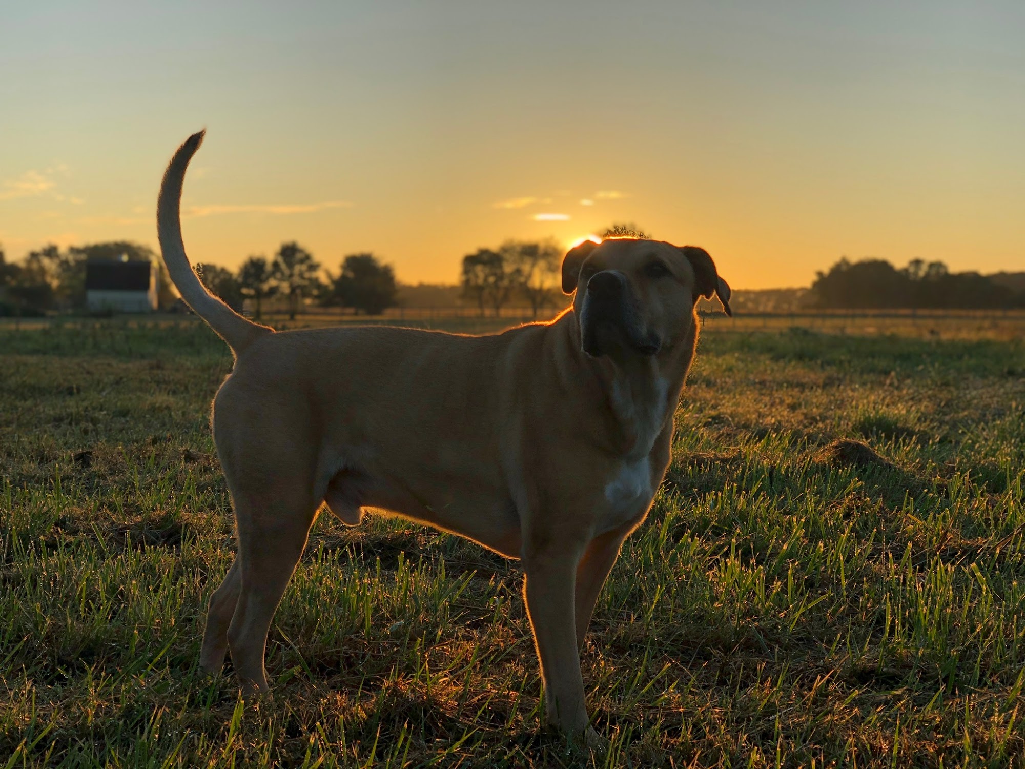 Creek's Edge Animal Hospital