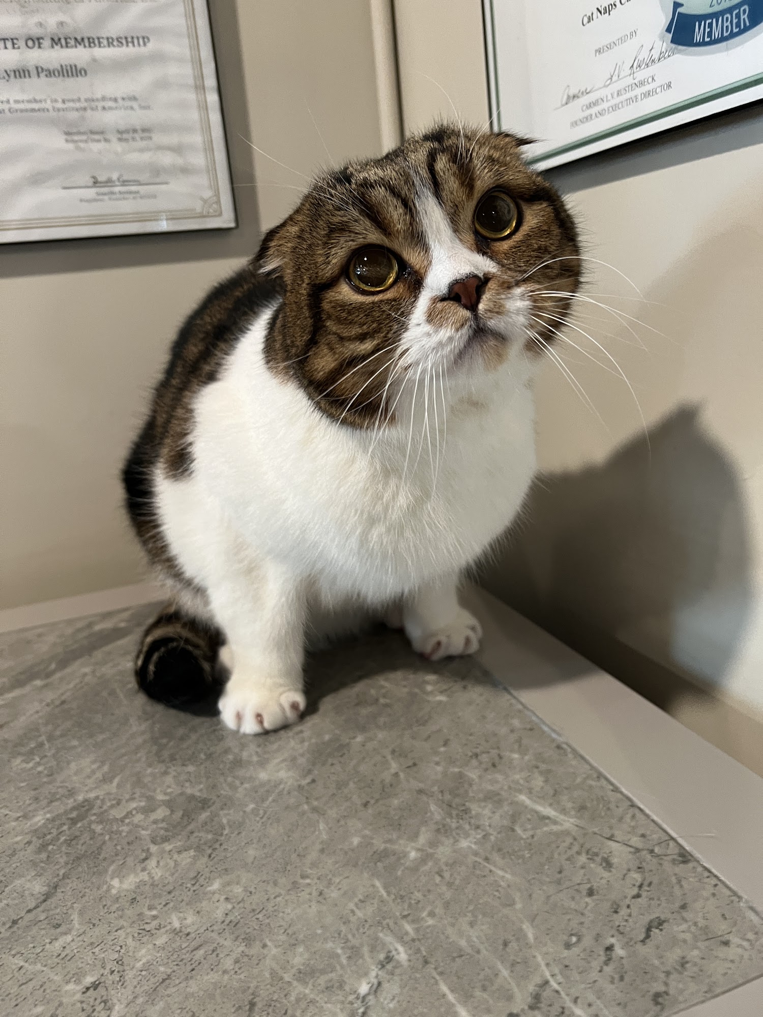 Cat Naps Cattery Hamilton