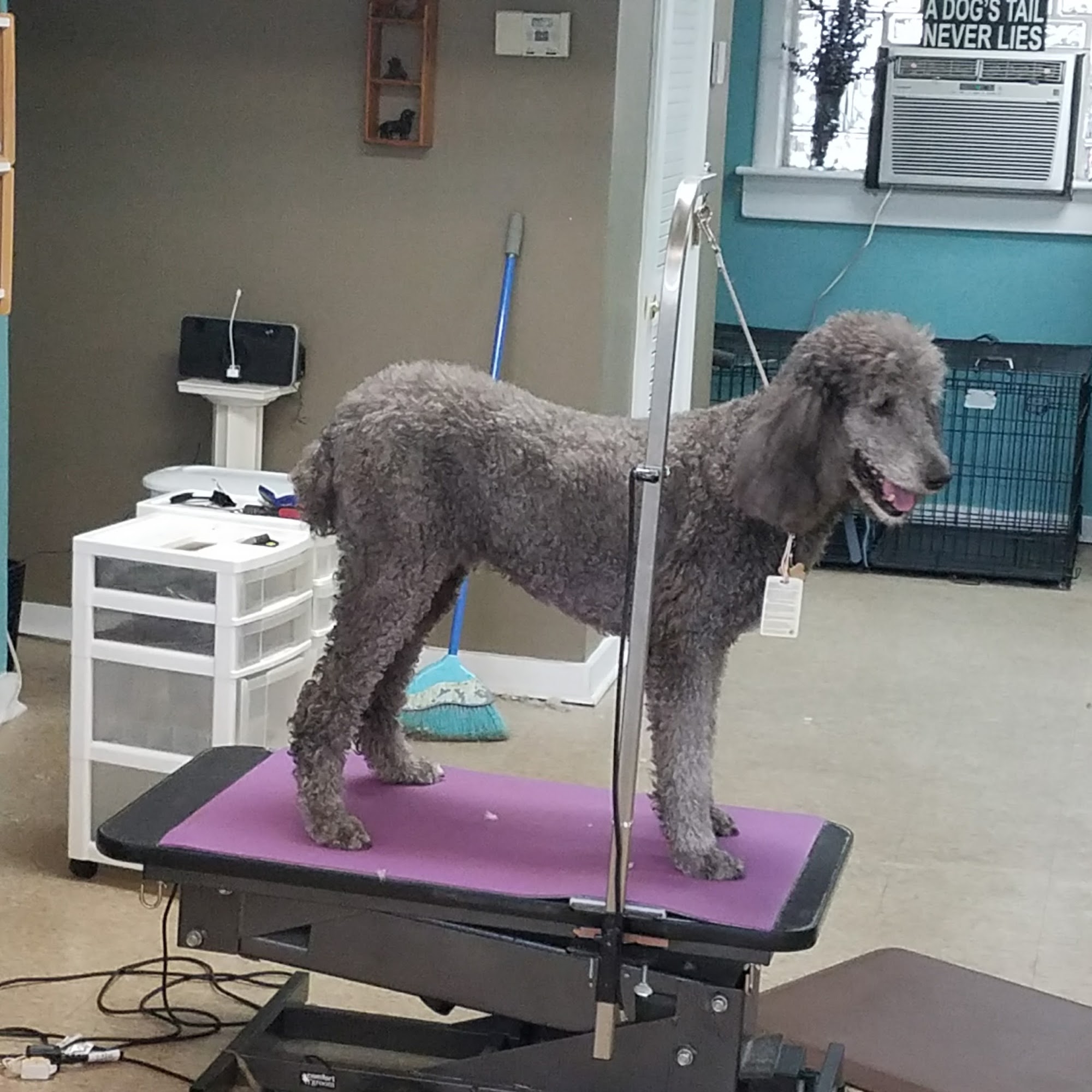 Dogs' Choice Grooming LLC Hamilton
