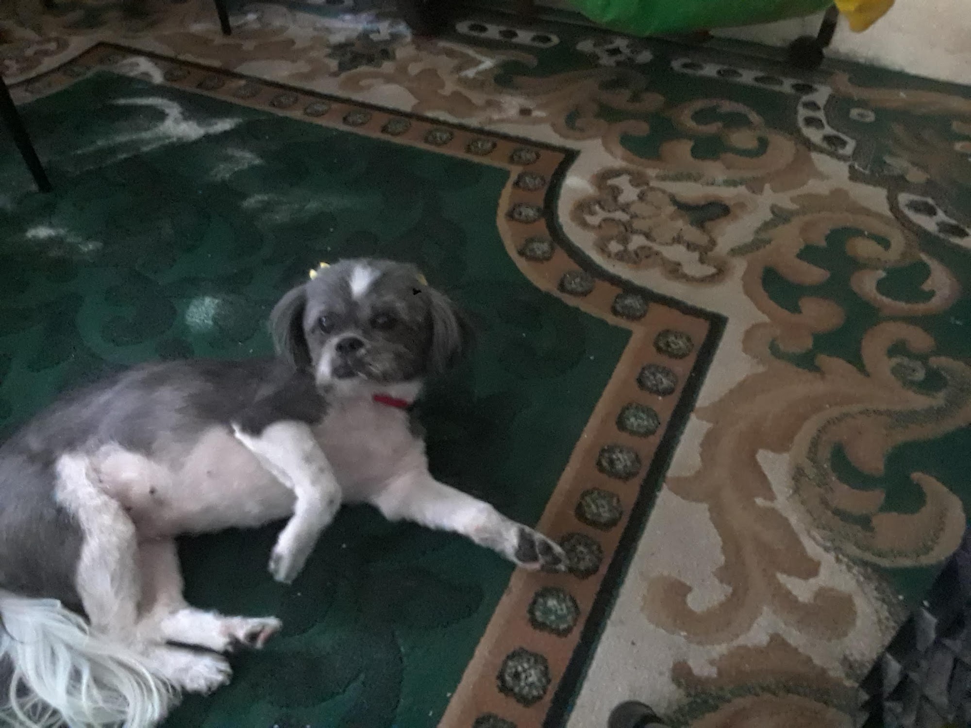 Liberty Pet Grooming Hillside