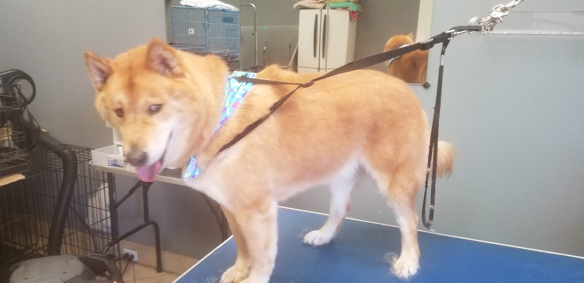 All About Paws Hillside