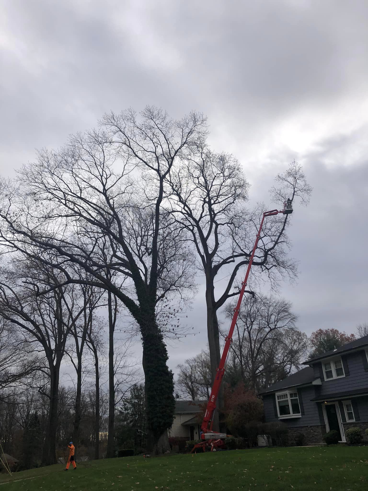 Cook's Tree Services Inc 366B Everett Rd, Lincroft New Jersey 07738