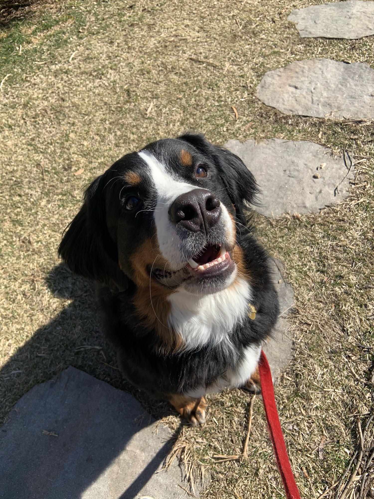 Green Acres Pet Resort Long Valley