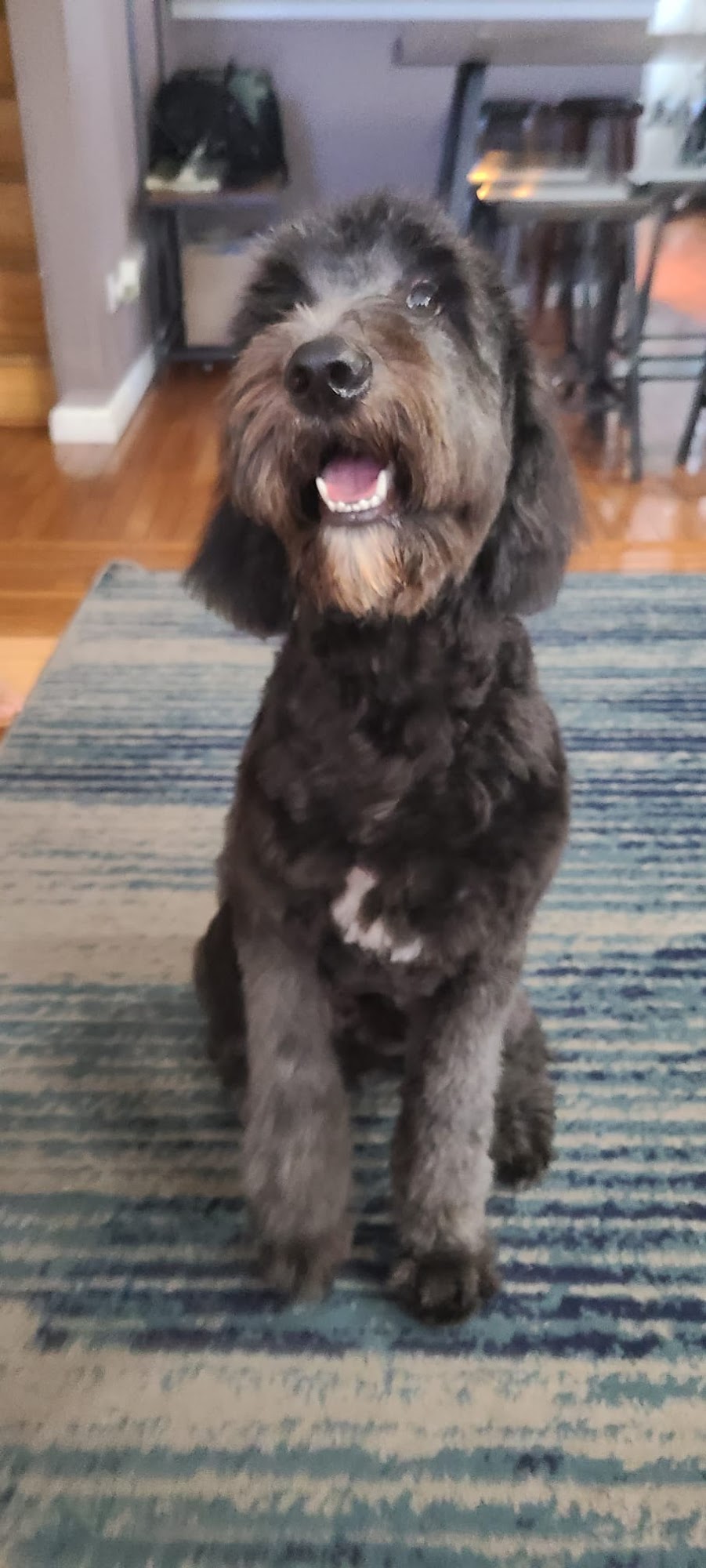 Shan-Poochie Pet Salon Magnolia