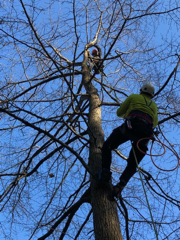 Dave's Tree Services 43 W Linwood Ave, Maple Shade New Jersey 08052