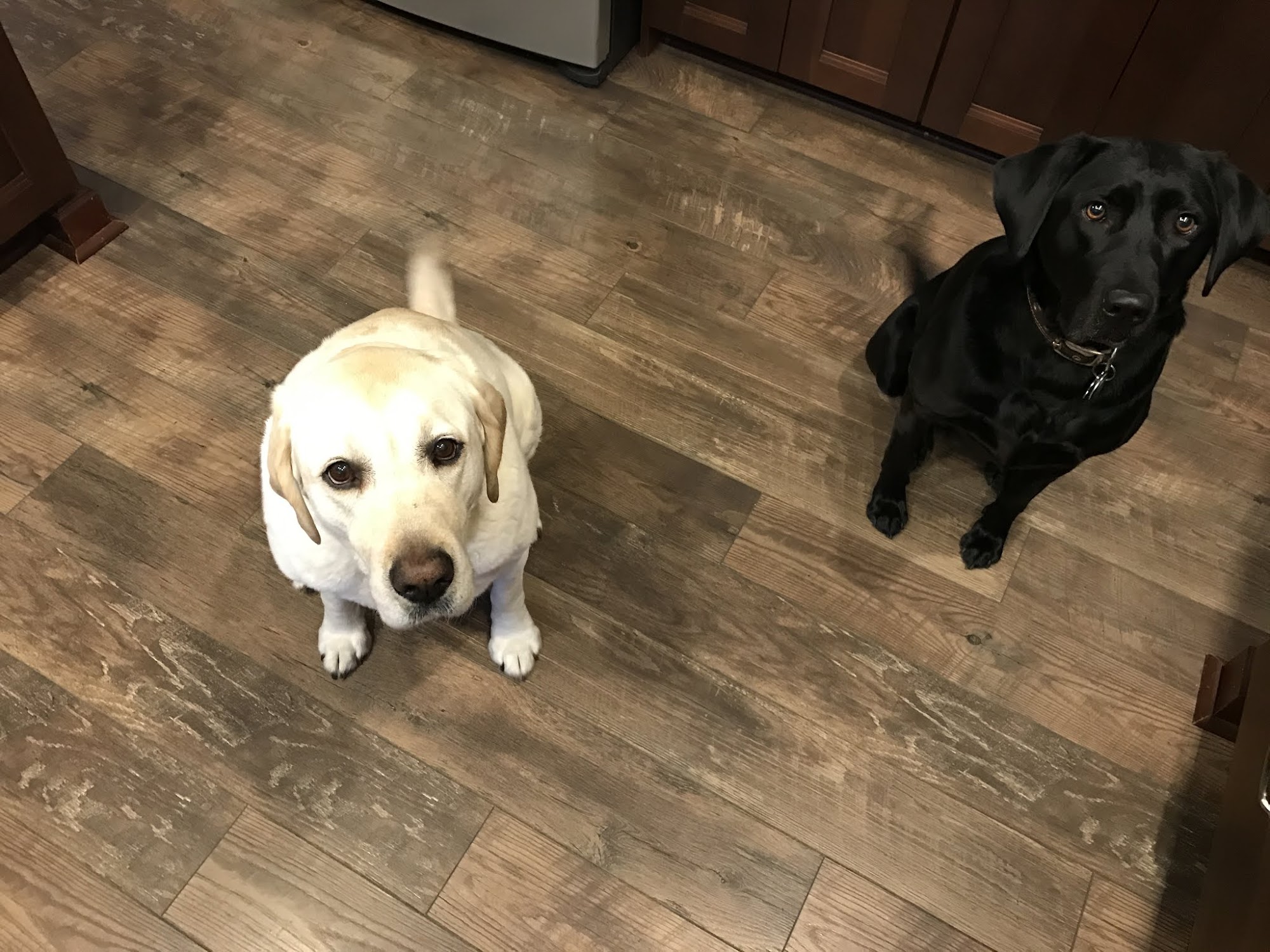 BellaLinda Pet sitting Millstone